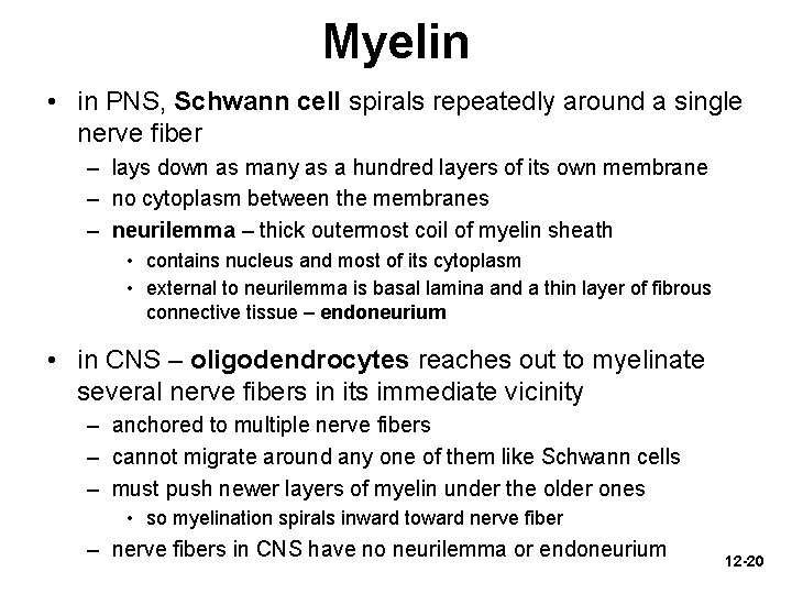 Myelin • in PNS, Schwann cell spirals repeatedly around a single nerve fiber –