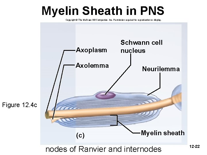 Myelin Sheath in PNS Copyright © The Mc. Graw-Hill Companies, Inc. Permission required for