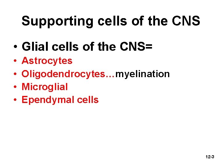 Supporting cells of the CNS • Glial cells of the CNS= • • Astrocytes