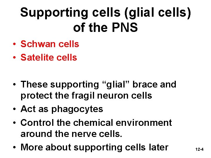 Supporting cells (glial cells) of the PNS • Schwan cells • Satelite cells •