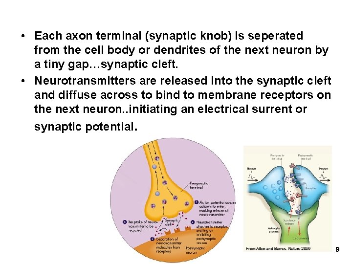  • Each axon terminal (synaptic knob) is seperated from the cell body or