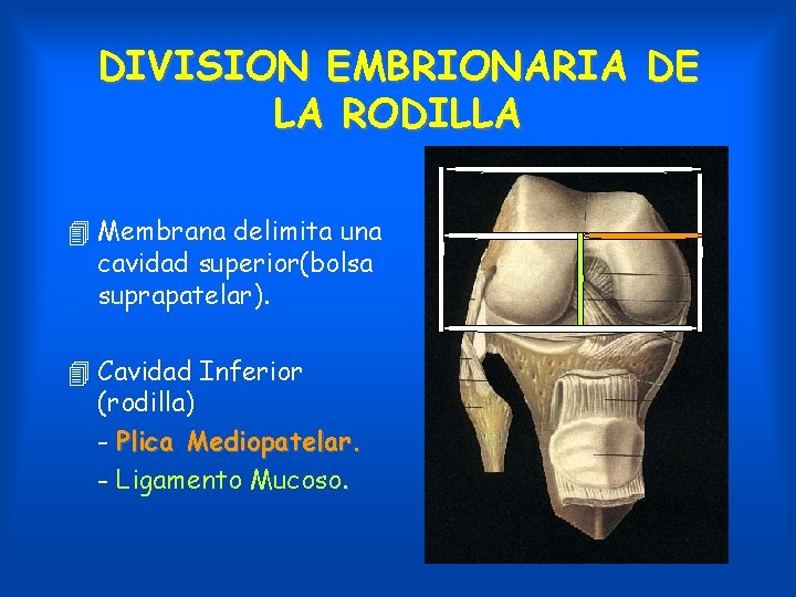 DIVISION EMBRIONARIA DE LA RODILLA 4 Membrana delimita una cavidad superior(bolsa suprapatelar). 4 Cavidad