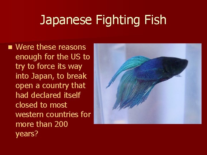 Japanese Fighting Fish n Were these reasons enough for the US to try to