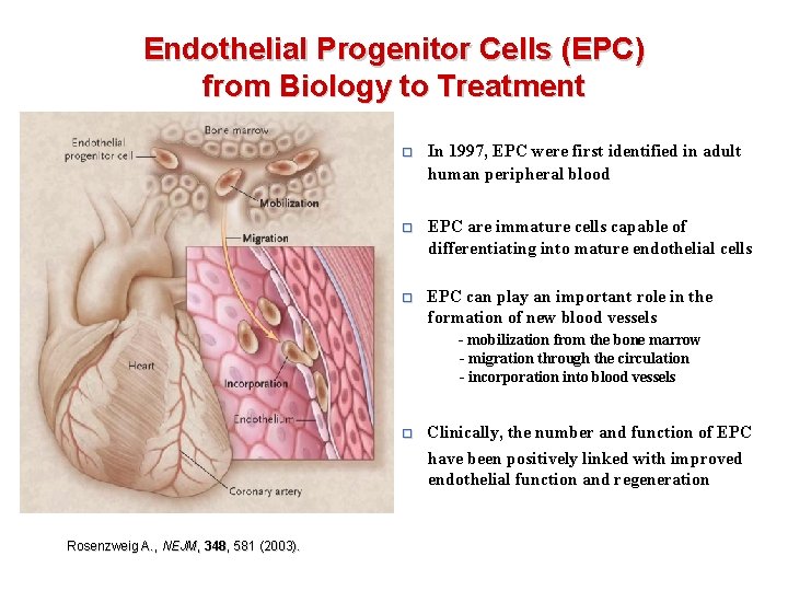 Endothelial Progenitor Cells (EPC) from Biology to Treatment □ In 1997, EPC were first