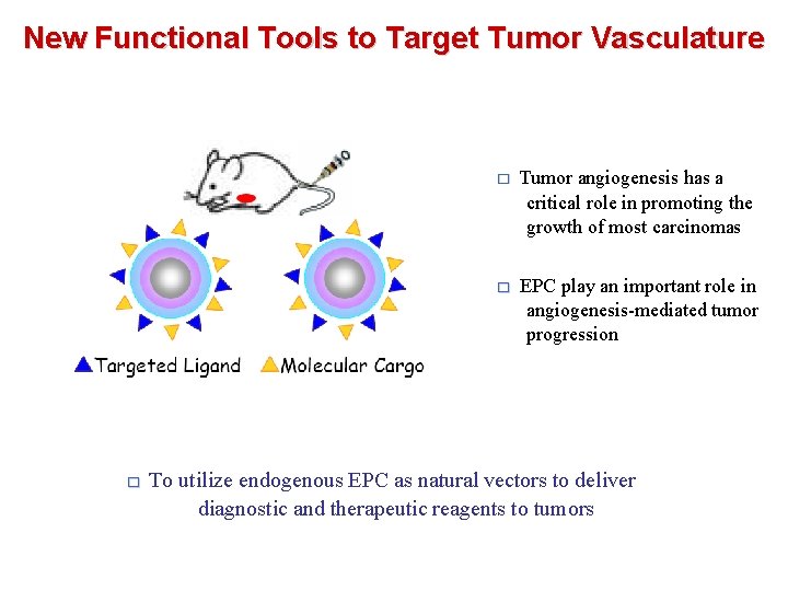 New Functional Tools to Target Tumor Vasculature □ Tumor angiogenesis has a critical role