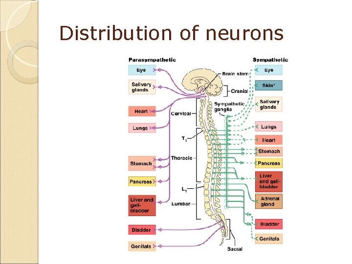 Distribution of neurons 