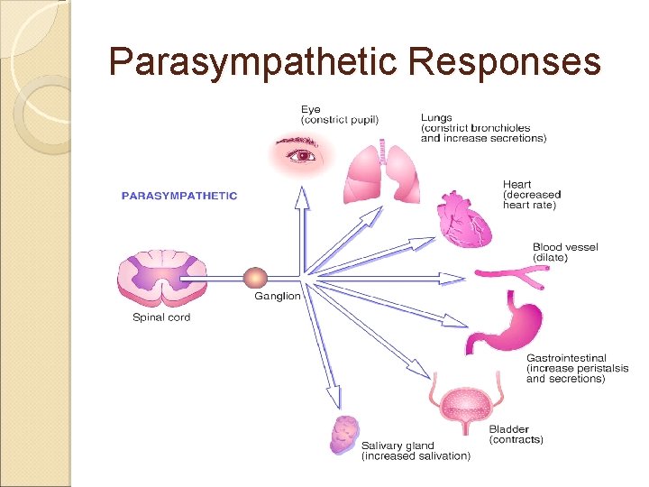 Parasympathetic Responses 