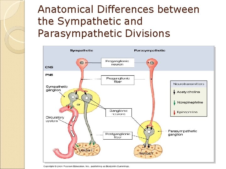 Anatomical Differences between the Sympathetic and Parasympathetic Divisions 