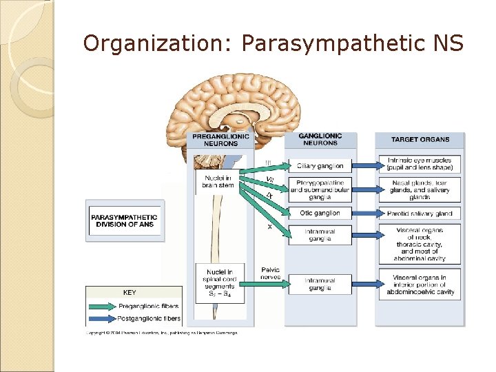 Organization: Parasympathetic NS 
