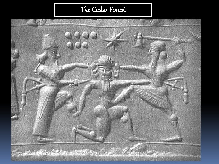 The Cedar Forest 