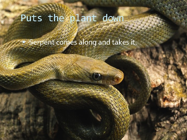 Puts the plant down Serpent comes along and takes it. 