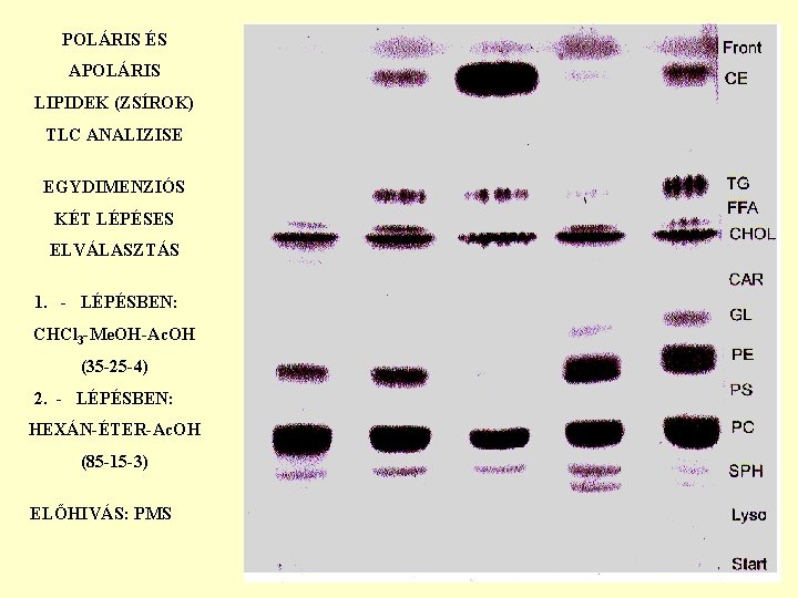 POLÁRIS ÉS APOLÁRIS LIPIDEK (ZSÍROK) TLC ANALIZISE EGYDIMENZIÓS KÉT LÉPÉSES ELVÁLASZTÁS 1. - LÉPÉSBEN: