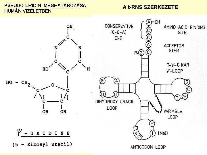 PSEUDO-URIDIN MEGHATÁROZÁSA HUMÁN VIZELETBEN A t-RNS SZERKEZETE 