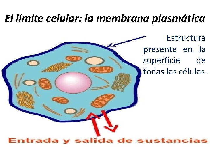 El límite celular: la membrana plasmática Estructura presente en la superficie de todas las