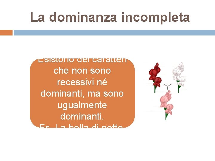 La dominanza incompleta Esistono dei caratteri che non sono recessivi né dominanti, ma sono