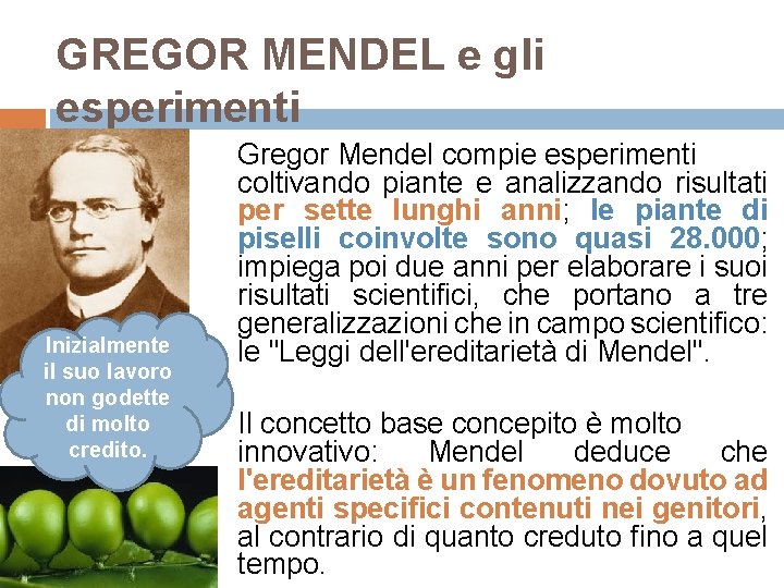 GREGOR MENDEL e gli esperimenti Inizialmente il suo lavoro non godette di molto credito.