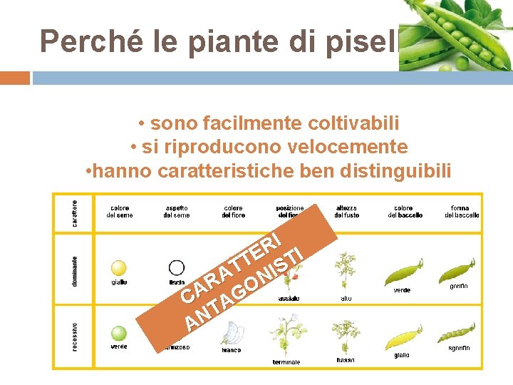 Perché le piante di pisello? • sono facilmente coltivabili • si riproducono velocemente •