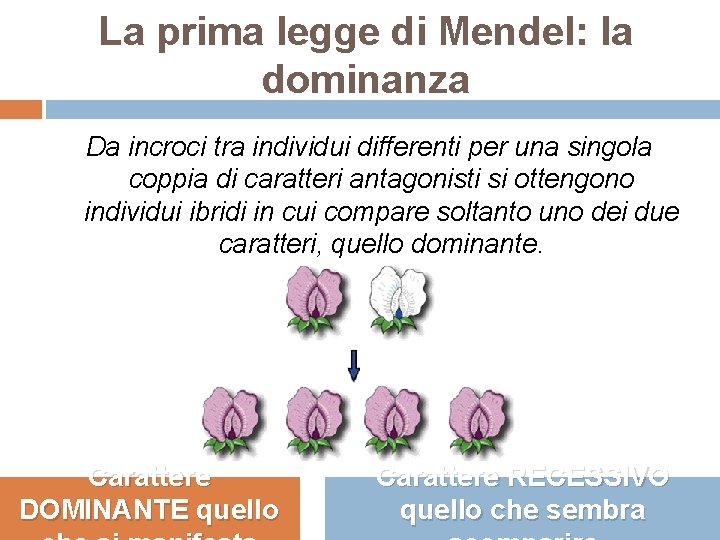 La prima legge di Mendel: la dominanza Da incroci tra individui differenti per una La prima legge di Mendel: la dominanza Da incroci tra individui differenti per una