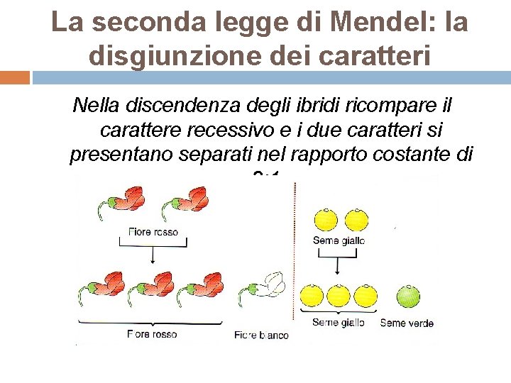 La seconda legge di Mendel: la disgiunzione dei caratteri Nella discendenza degli ibridi ricompare