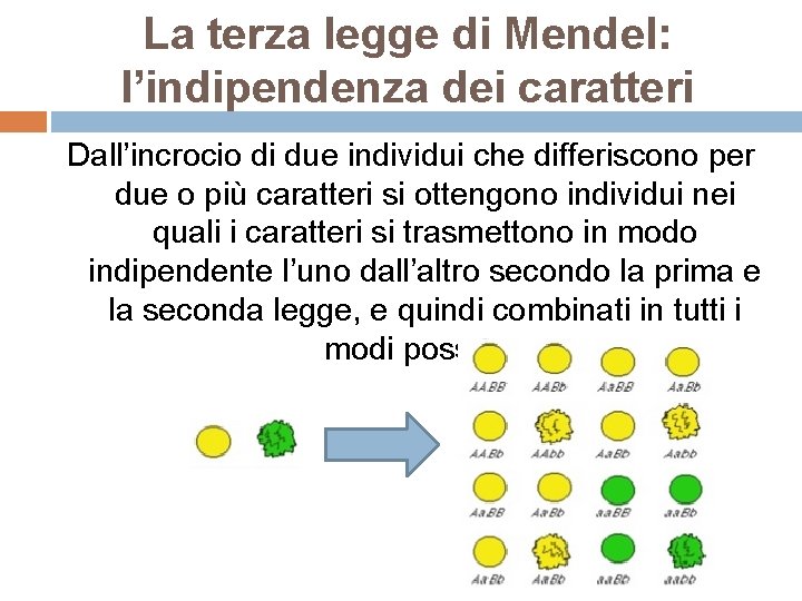 La terza legge di Mendel: l’indipendenza dei caratteri Dall’incrocio di due individui che differiscono