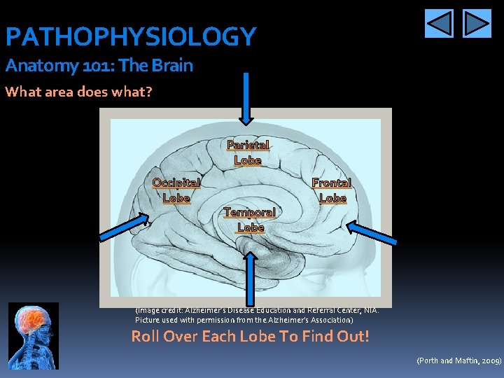 PATHOPHYSIOLOGY Anatomy 101: The Brain What area does what? Parietal Lobe Occipital Lobe Temporal