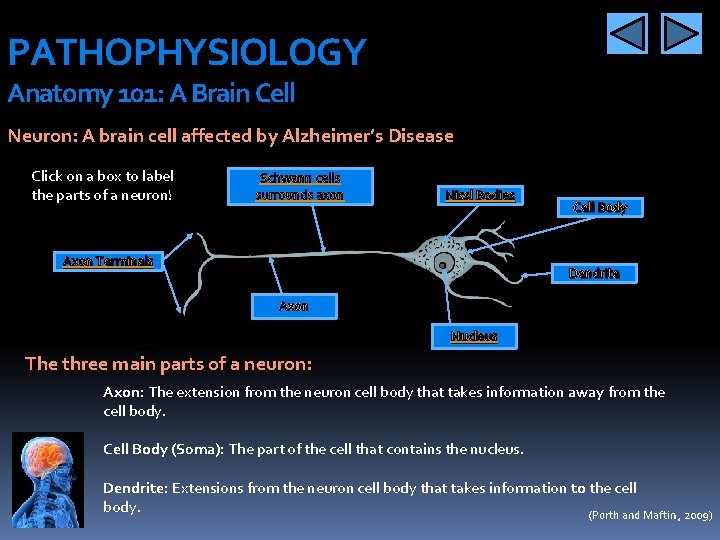 PATHOPHYSIOLOGY Anatomy 101: A Brain Cell Neuron: A brain cell affected by Alzheimer’s Disease