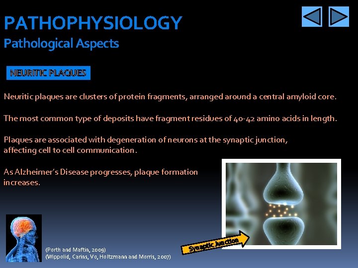 PATHOPHYSIOLOGY Pathological Aspects NEURITIC PLAQUES Neuritic plaques are clusters of protein fragments, arranged around