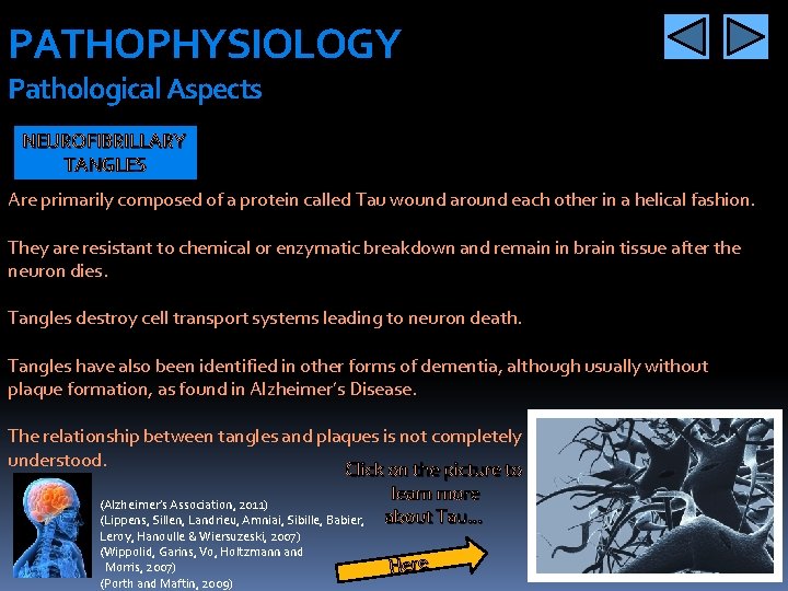 PATHOPHYSIOLOGY Pathological Aspects NEUROFIBRILLARY TANGLES Are primarily composed of a protein called Tau wound