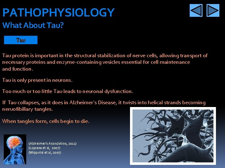 PATHOPHYSIOLOGY What About Tau? Tau protein is important in the structural stabilization of nerve