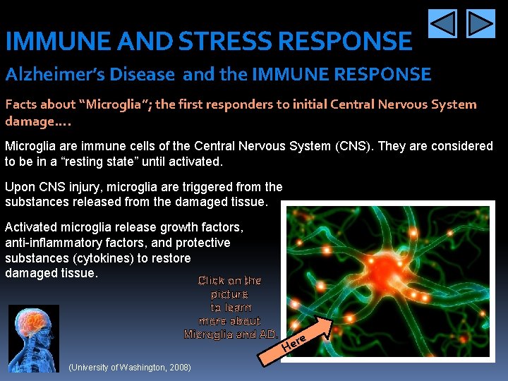 IMMUNE AND STRESS RESPONSE Alzheimer’s Disease and the IMMUNE RESPONSE Facts about “Microglia”; the