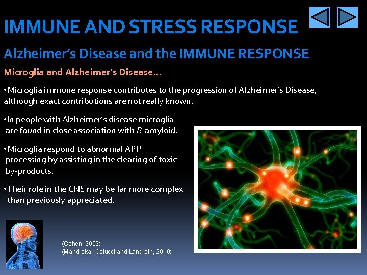 IMMUNE AND STRESS RESPONSE Alzheimer’s Disease and the IMMUNE RESPONSE Microglia and Alzheimer’s Disease…