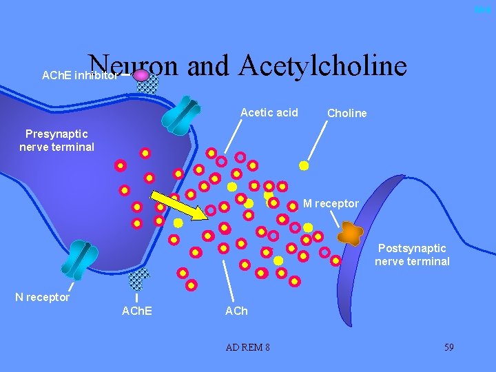 M-4 Neuron and Acetylcholine ACh. E inhibitor Acetic acid Choline Presynaptic nerve terminal M