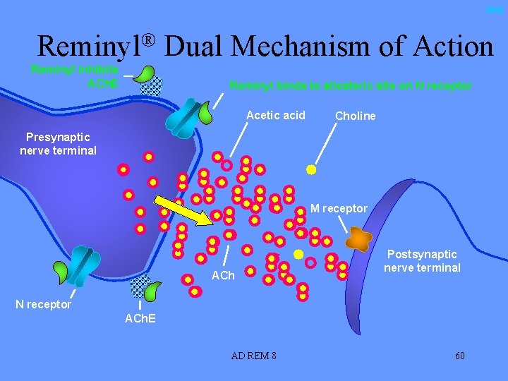 M-6 Reminyl® Dual Mechanism of Action Reminyl inhibits ACh. E Reminyl binds to allosteric