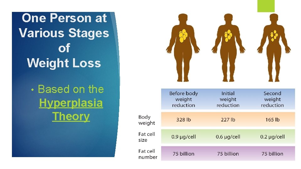 One Person at Various Stages of Weight Loss • Based on the Hyperplasia Theory