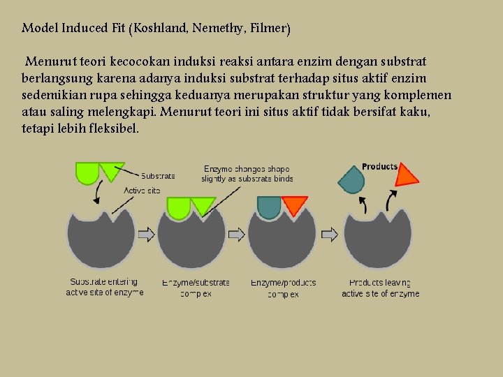 Model Induced Fit (Koshland, Nemethy, Filmer) Menurut teori kecocokan induksi reaksi antara enzim dengan