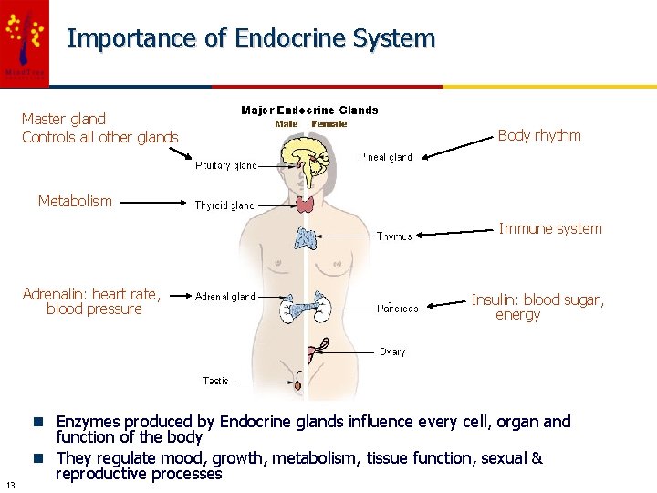 Importance of Endocrine System Master gland Controls all other glands Body rhythm Metabolism Immune