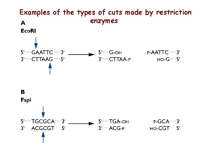 Examples of the types of cuts made by restriction enzymes 