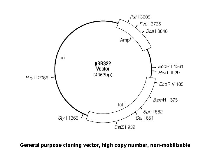 General purpose cloning vector, high copy number, non-mobilizable 