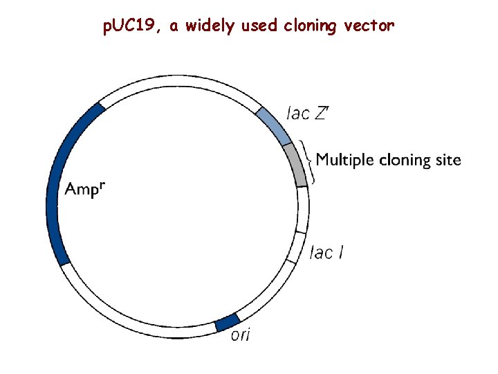 p. UC 19, a widely used cloning vector 
