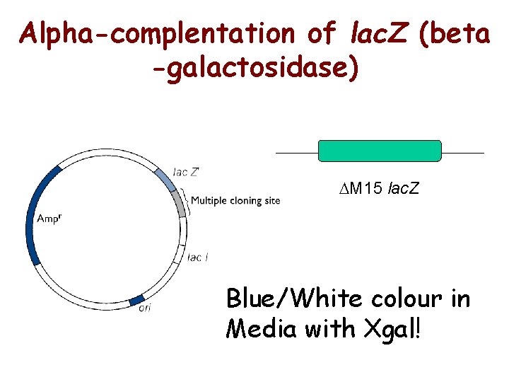 Alpha-complentation of lac. Z (beta -galactosidase) DM 15 lac. Z Blue/White colour in Media