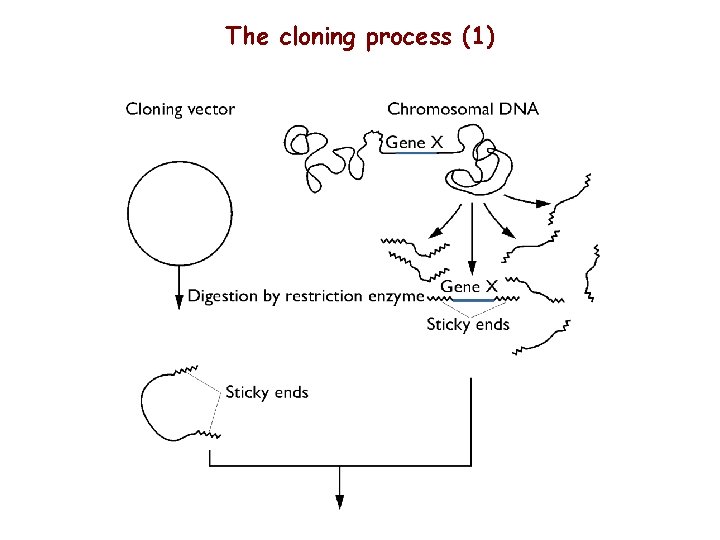 The cloning process (1) 