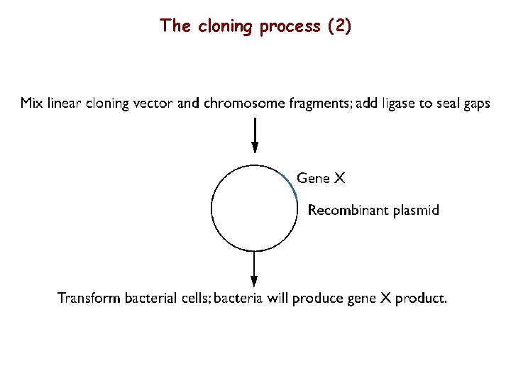 The cloning process (2) 