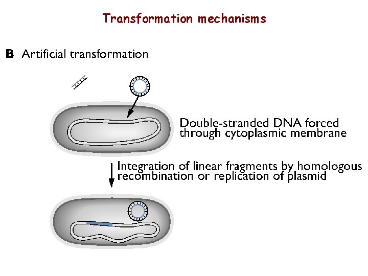 Transformation mechanisms 