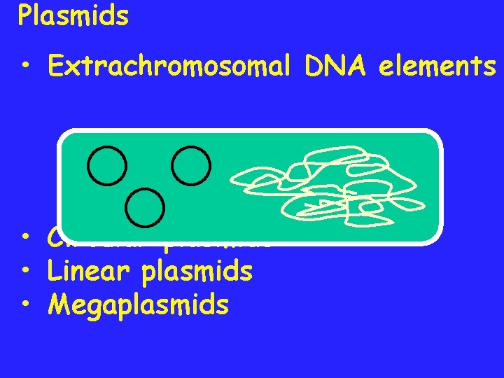 Plasmids • Extrachromosomal DNA elements • Circular plasmids • Linear plasmids • Megaplasmids 