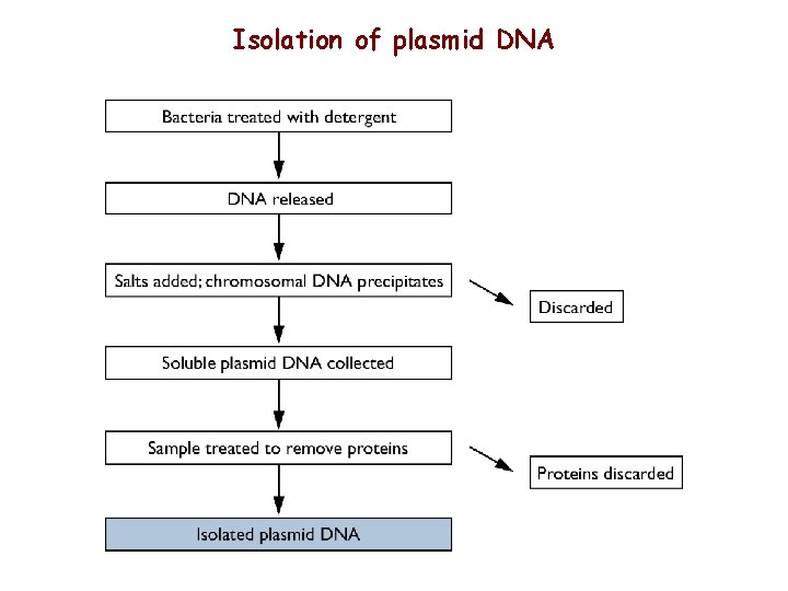 Isolation of plasmid DNA 