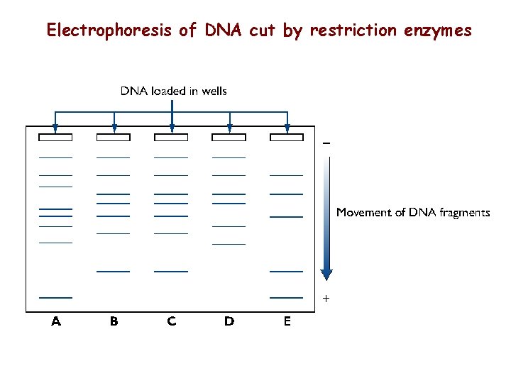 Electrophoresis of DNA cut by restriction enzymes 