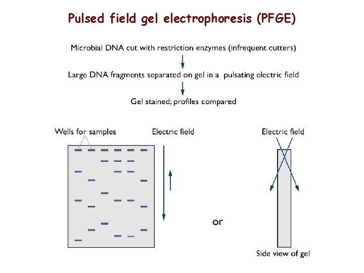 Pulsed field gel electrophoresis (PFGE) 