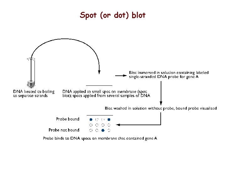 Spot (or dot) blot 