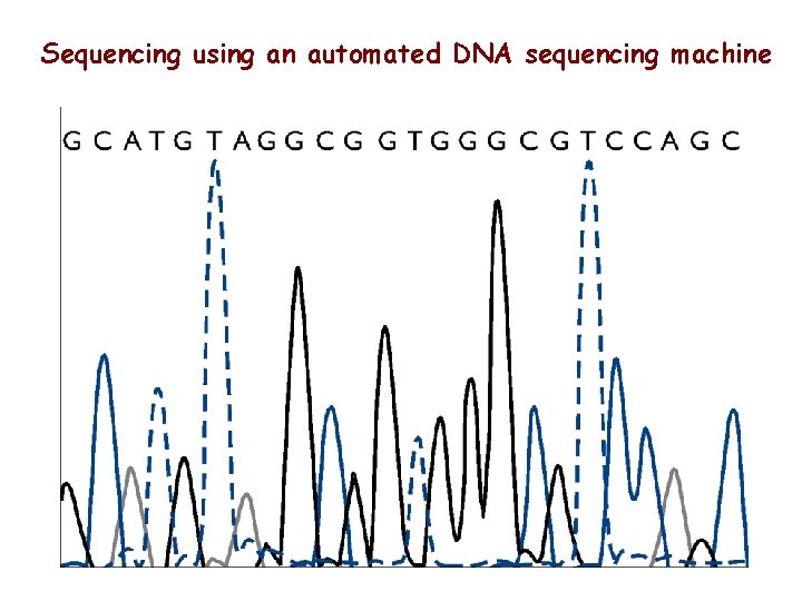 Sequencing using an automated DNA sequencing machine 