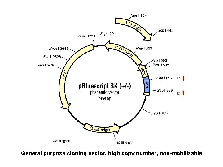 General purpose cloning vector, high copy number, non-mobilizable 
